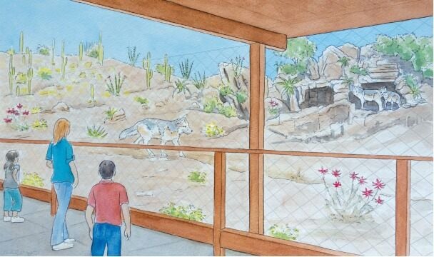 蜜柚直播-Sonora Desert Museum Wolves